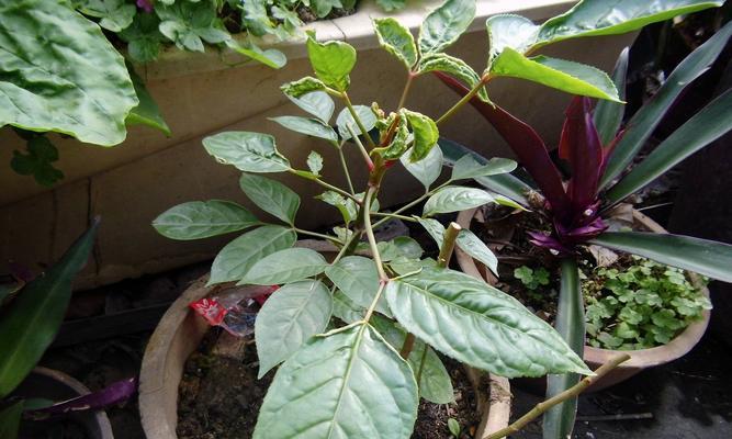 探秘吃叶植物（揭秘十五种常见吃叶植物及其营养价值）
