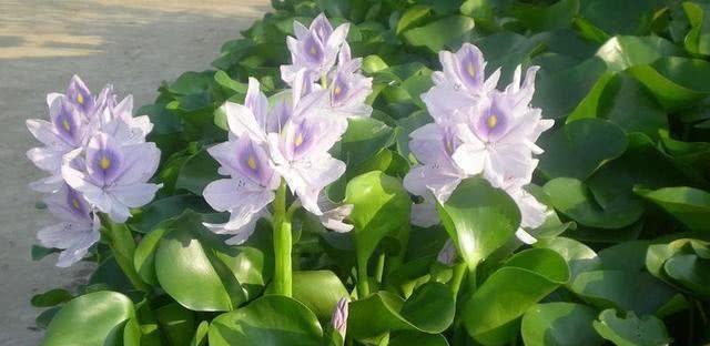 池塘边的花园——打造别有风情的生态景观（适宜在池塘边种植的花卉种类及种植技巧）