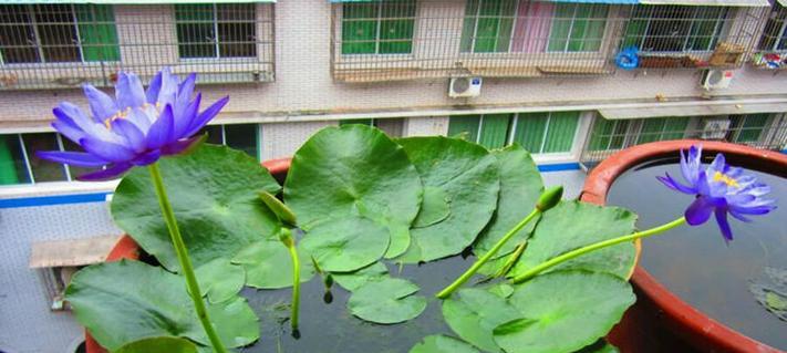 池塘边的植物景观设计（打造自然和谐的水景环境）