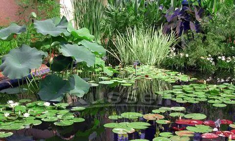 池塘边的植物景观设计（打造自然和谐的水景环境）