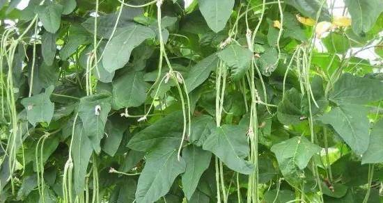 迟豆角种植全攻略（迟豆角种植时间和方法详解）