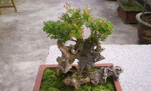 走近秋色，观察落叶美景（探秘赤楠树冬天的落叶特点）