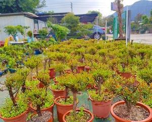 走近秋色，观察落叶美景（探秘赤楠树冬天的落叶特点）