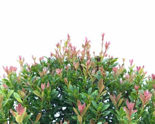 赏析赤楠开花之美（一场惊艳的春之盛宴）
