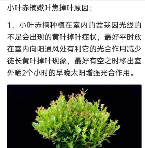 如何扦插红楠树？