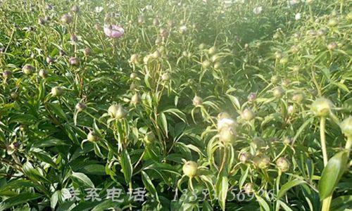 寻找最优质的赤芍（从产地选择看赤芍的品质）