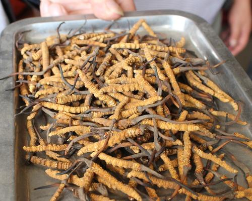 虫草根茎是否可食用（分析虫草根茎的营养价值及食用方法）