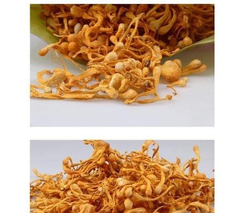 探秘虫草花的故乡（中国云南是虫草花的特产地）