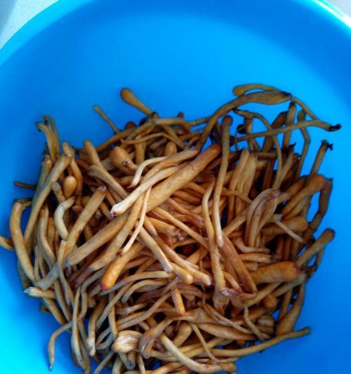 虫草花——蘑菇中的皇后