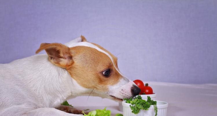 宠物狗是否适合食用萝卜（了解萝卜的营养价值与狗狗的饮食需求）