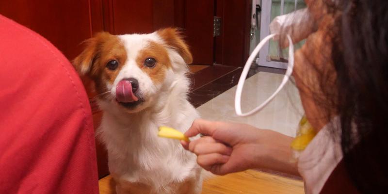 宠物狗狗能否食用西红柿（营养丰富的西红柿是否适合狗狗食用）