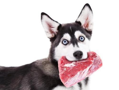 宠物狗狗能否食用西红柿（营养丰富的西红柿是否适合狗狗食用）