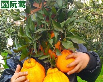 如何正确栽种丑橘（学会这些技巧）