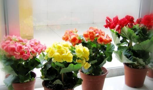 臭海棠花的适宜养殖环境（室内养殖臭海棠花的注意事项）