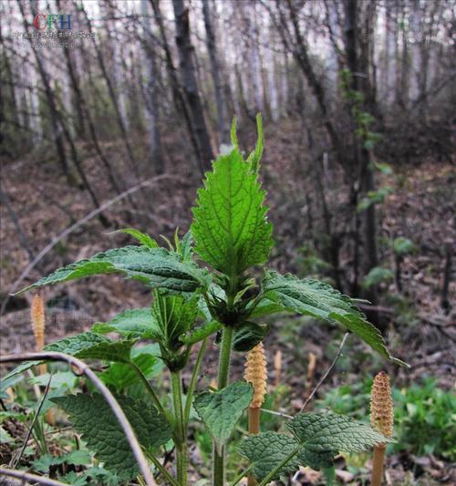 探究臭芝麻的植物类别与特点（解读臭芝麻的形态）