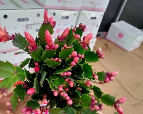 蟹爪兰（探寻蟹爪兰的寓意与花语）