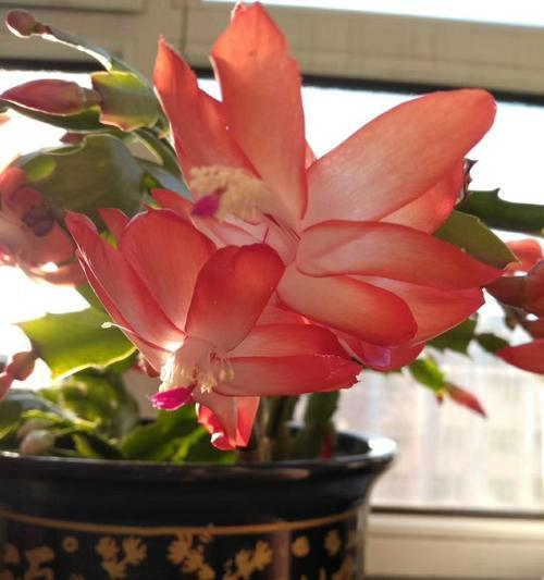 蟹爪兰（探寻蟹爪兰的寓意与花语）