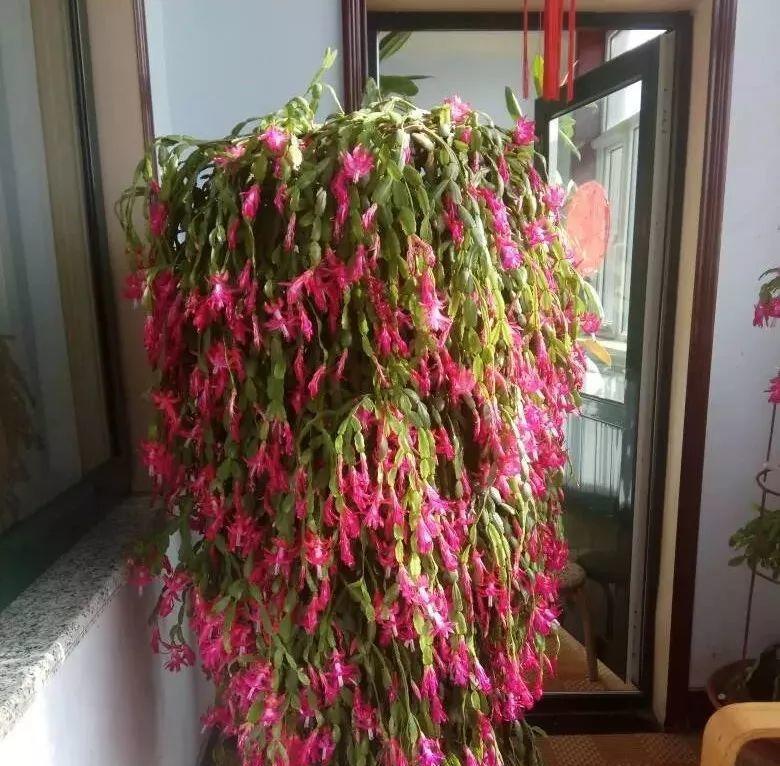 花草爱好者必读（科学浇水技巧）