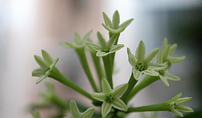以夜来香的花语与传说（以夜来香的美丽花语和神秘传说）