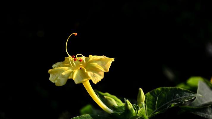 以夜来香的花语与传说（以夜来香的美丽花语和神秘传说）