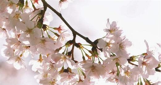 樱花之美（探寻樱花背后蕴含的象征意义及其美丽之谜）