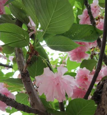 樱花的花语与传说（探寻樱花的背后故事与神秘之美）