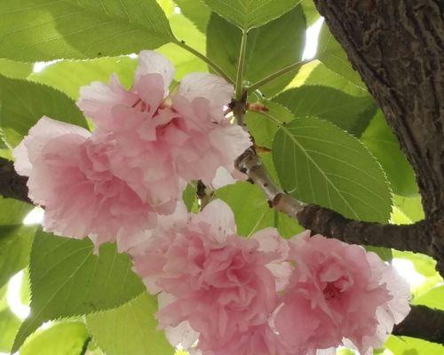 樱花的美丽与寓意（探索樱花的花语与文化）