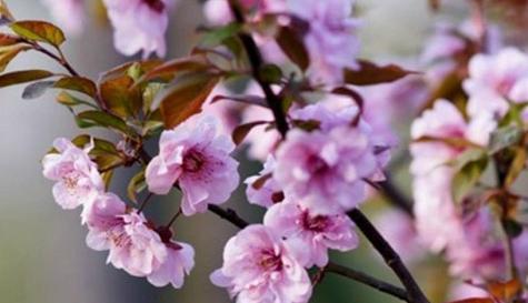 樱花的花语与代表意义——美丽之中的深意（探索樱花花语的神秘面纱）