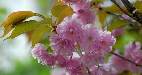 樱花的花语与代表意义——美丽之中的深意（探索樱花花语的神秘面纱）