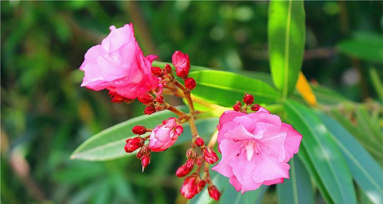 榆树花开，传说永恒（探寻榆树的花语和神秘传说）