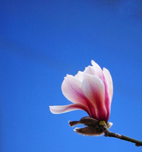 玉兰花的象征意义及传承（探寻玉兰花的美丽与力量）