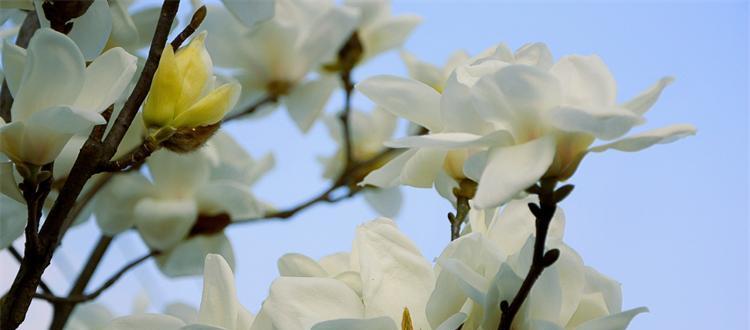 玉兰花语及其代表意义（美丽而坚强）