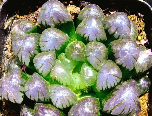 玉露开花的象征意义（探寻玉露开花的文化内涵）
