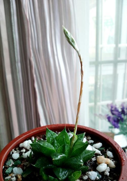 以玉露开花，预示着什么（揭示着花开的神秘密码）