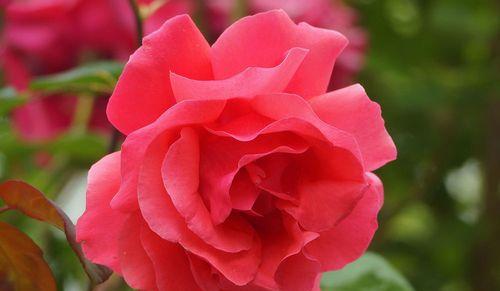 月季花的象征意义及美丽魅力（月季花的花语与文化涵义）