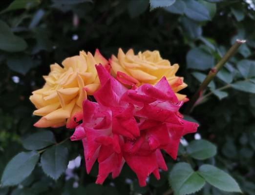 五彩缤纷的月季花语（揭秘不同颜色月季花的寓意与情感）