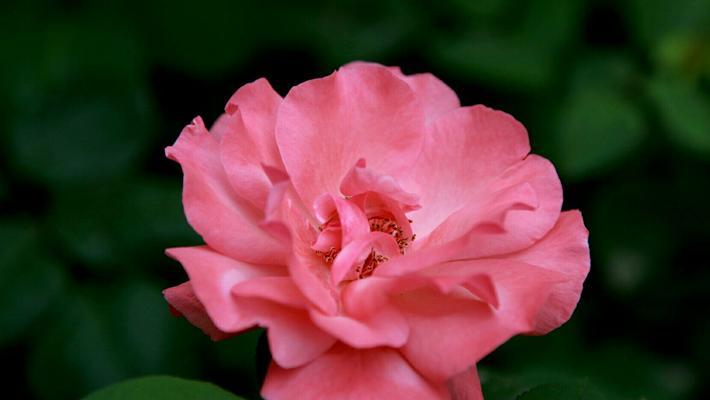 月季花花语（用花语传递情感）