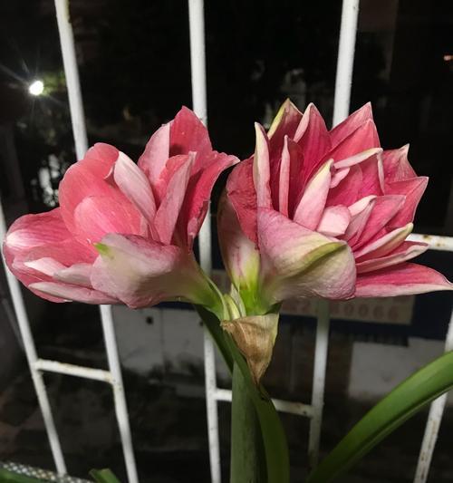 朱顶红的花语与传说（鲜艳如火）