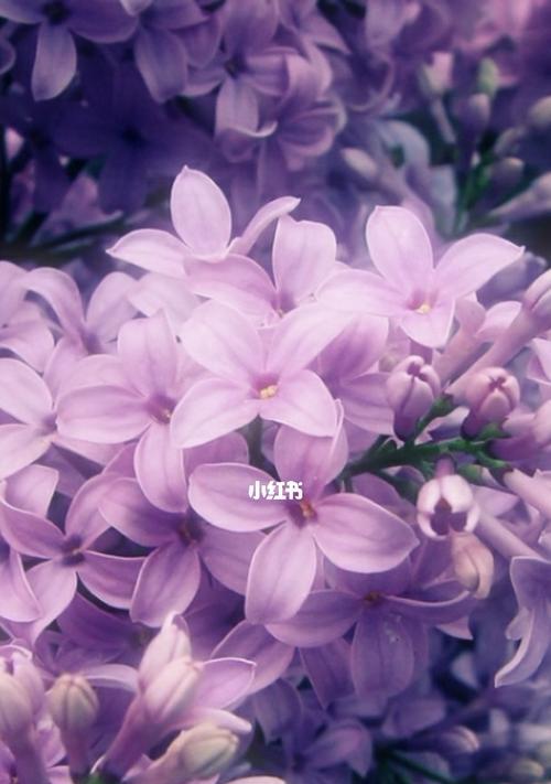 紫色丁香花的花语与意义（揭开紫色丁香花的深层心灵之语）