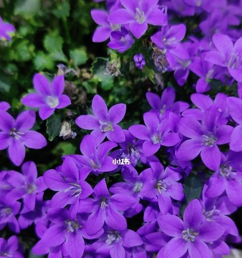 紫色风铃花的神秘寓意（解析紫色风铃花所代表的深层意义）