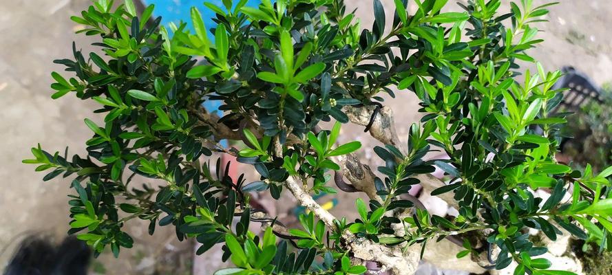 黄杨属于草本植物吗？黄杨的植物分类是什么？