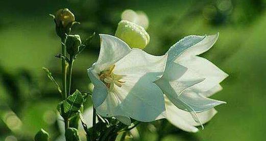 什么花代表重逢的花语？如何用花表达重逢的情感？