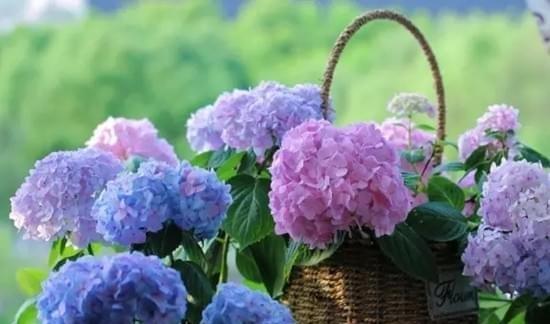 什么花代表重逢的花语？如何用花表达重逢的情感？