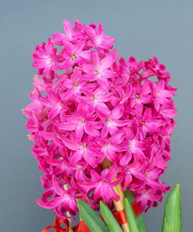 什么花代表自信阳光？揭秘花语背后的含义？
