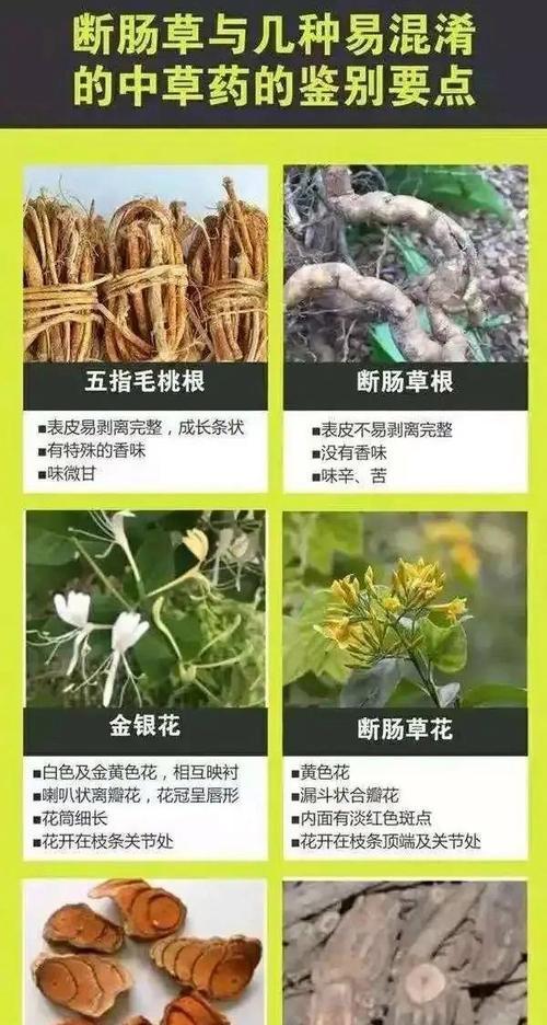 黄杨炭疽病是怎么引起的？有效治疗方法有哪些？