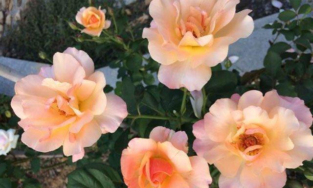 黄月季一年能开几次花？花期持续多久？
