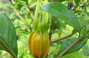 黄栀子泡水喝有什么好处？需要注意什么？