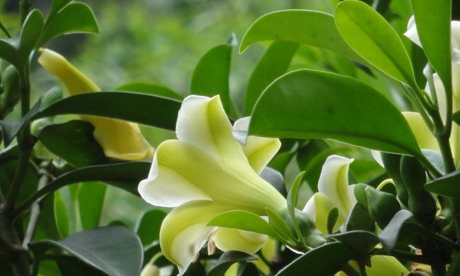 灰莉的花期是什么时候？如何正确养护以延长花期？