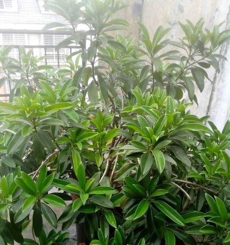 灰莉开花吗？花期通常在什么时候？