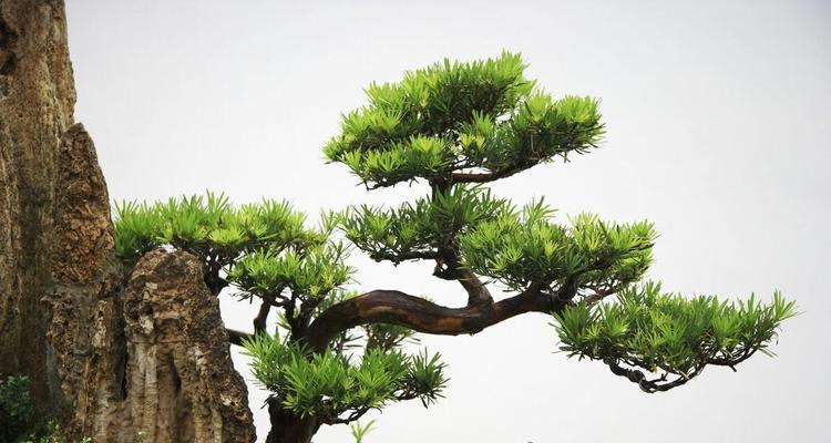 松柏象征着什么意义？松柏在文化中的寓意有哪些？